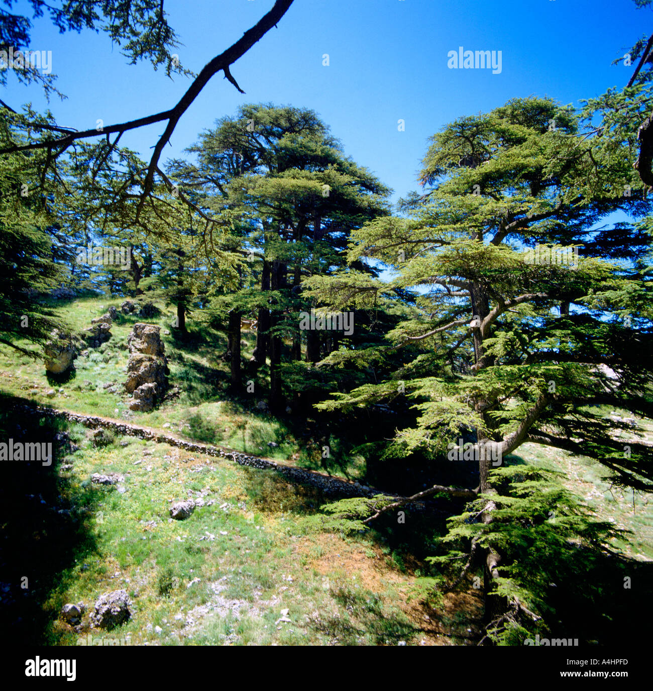 Becharee Lebanon Lebanon Mountains Cedar Trees Le Foret de Dieu Gods Forest Cedrus Libani Stock Photo