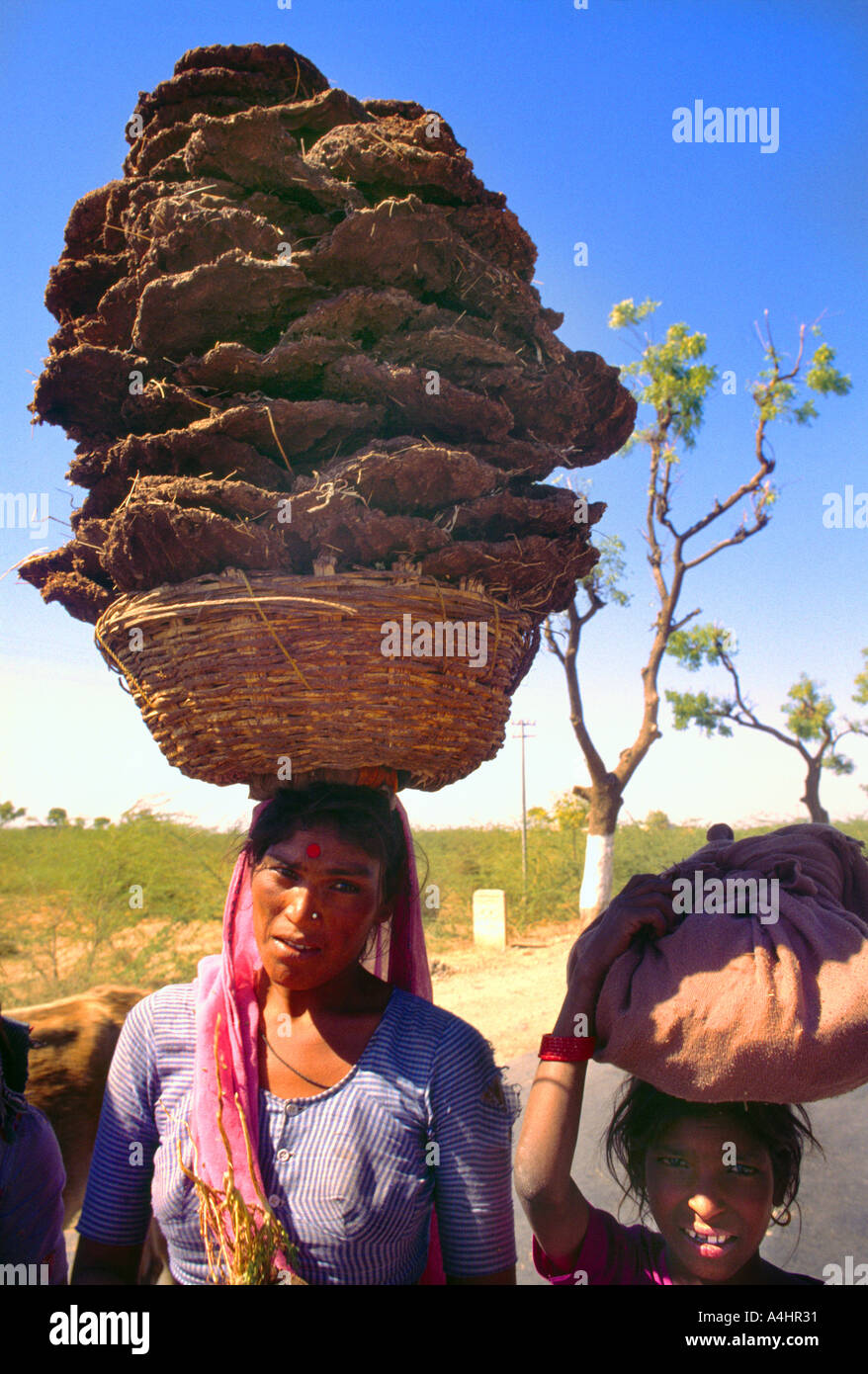 Rajasthan India Low Caste Woman Carrying Dung In Basket On Head Stock Photo