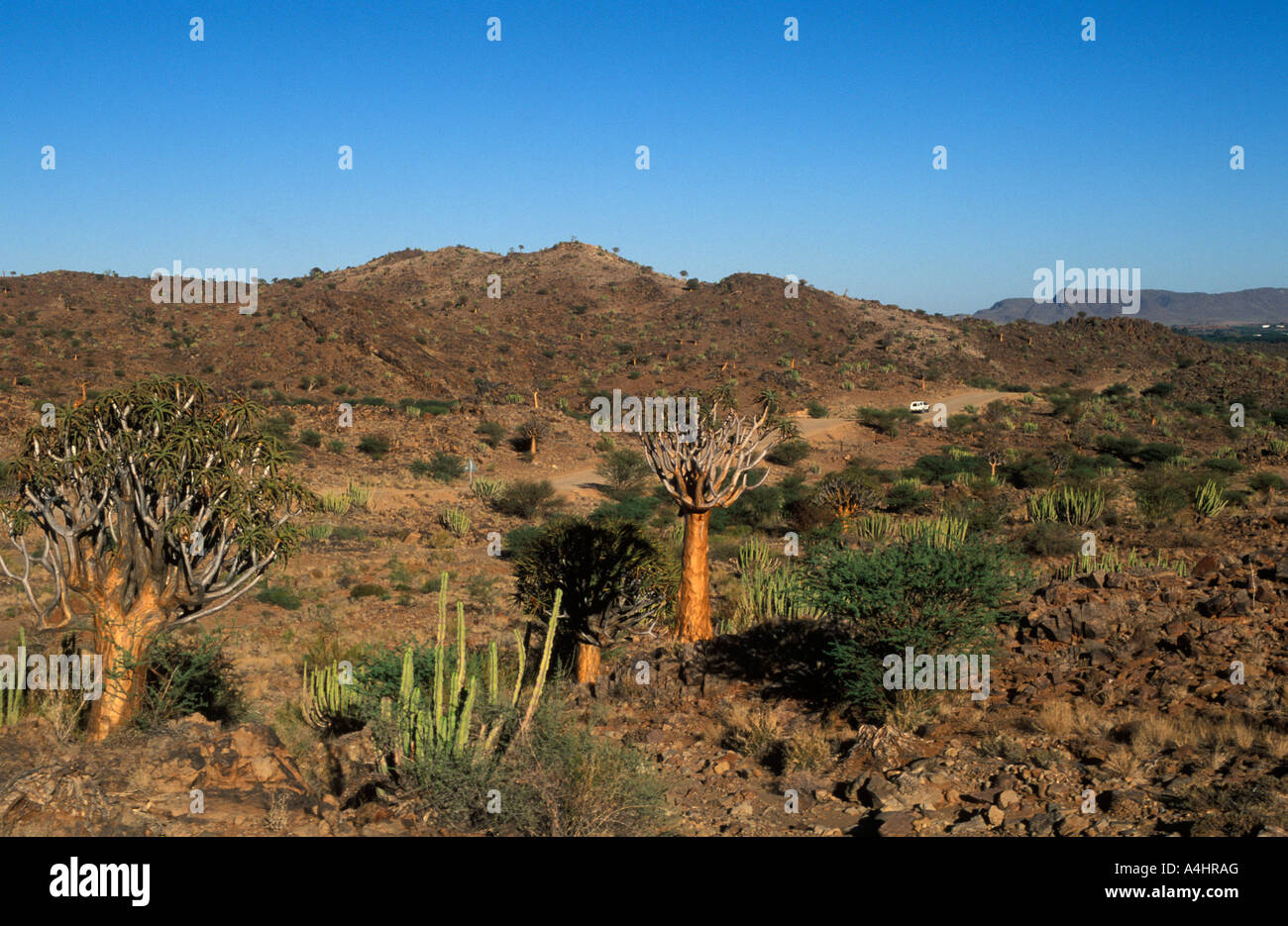 Dry scenery with kokerbooms near Kakamas Northern Cape South Africa Stock Photo