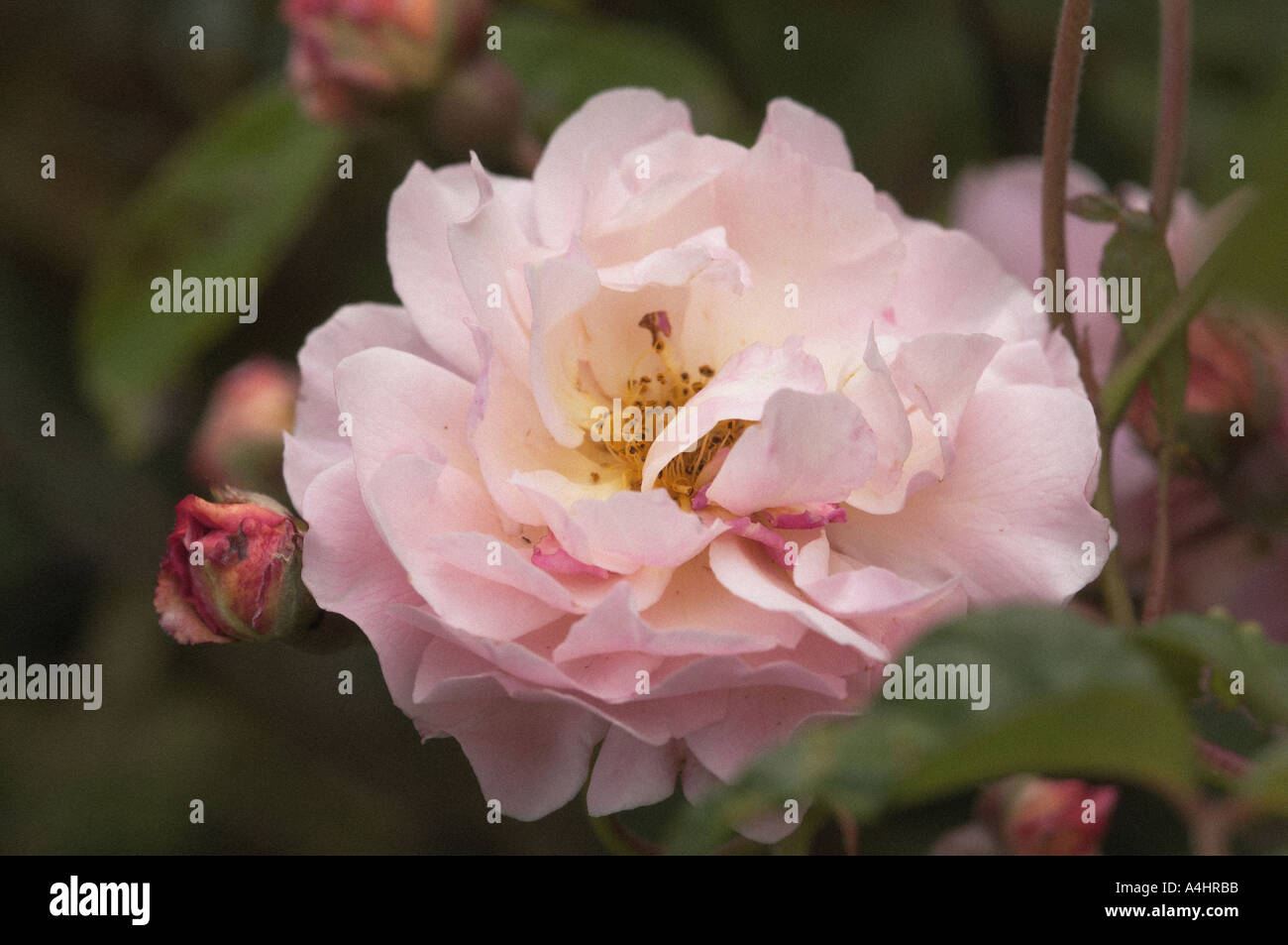 Old english rose hi-res stock photography and images - Alamy