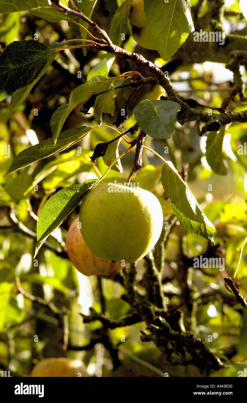 Apples on tree Stock Photo