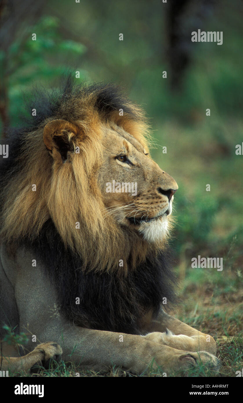 male Lion Panthera leo Kruger National Park South Africa Stock Photo
