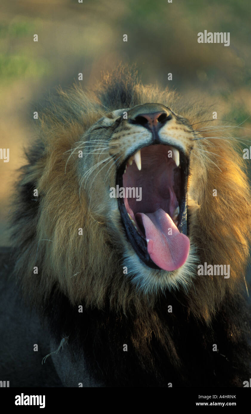 male Lion Panthera leo Kruger National Park South Africa Stock Photo