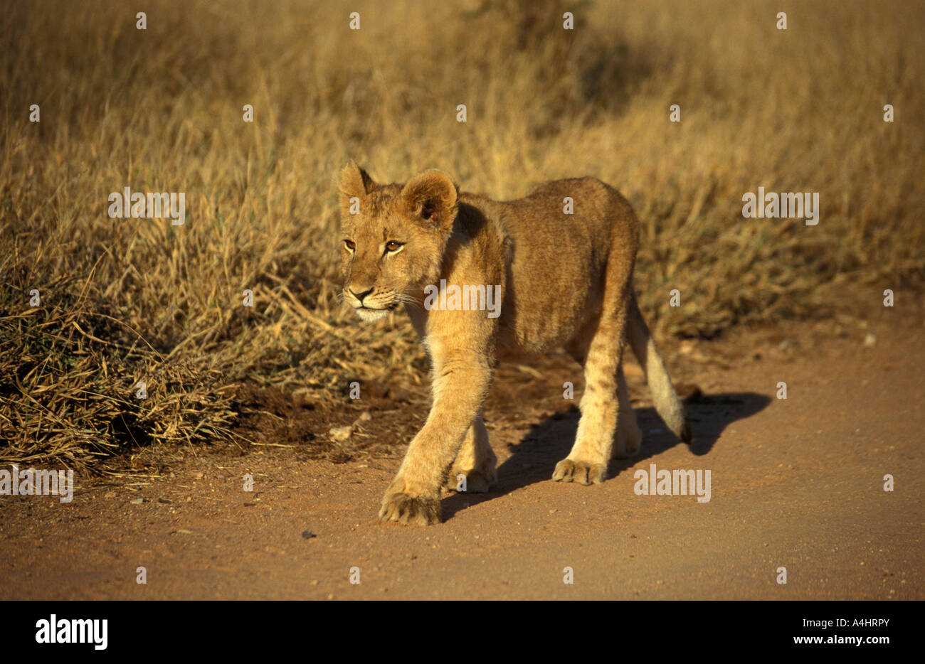 Lion cub Panthera leo Kruger National Park South Africa Stock Photo