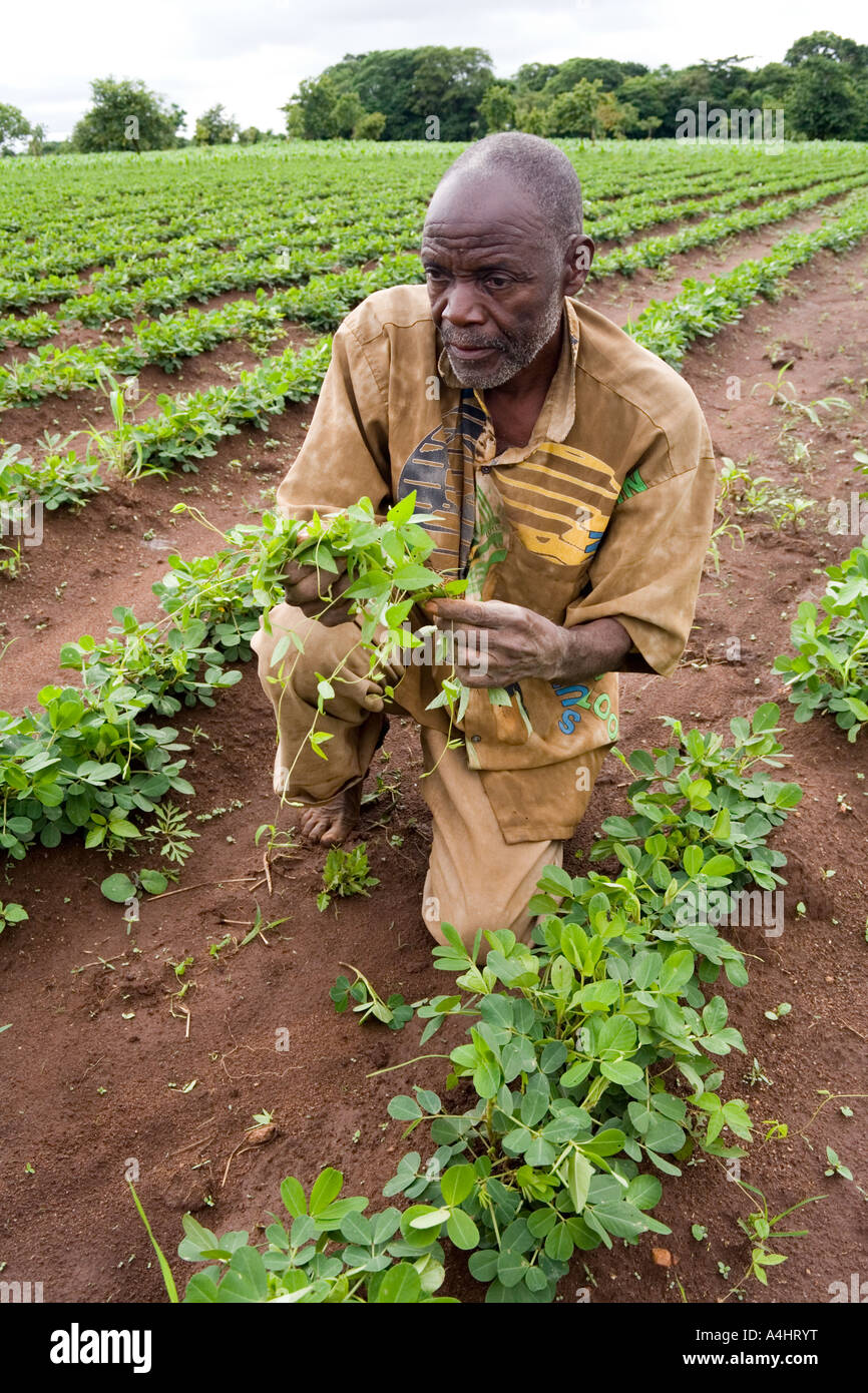 Farmer tending crop ground nuts hires stock photography and images Alamy
