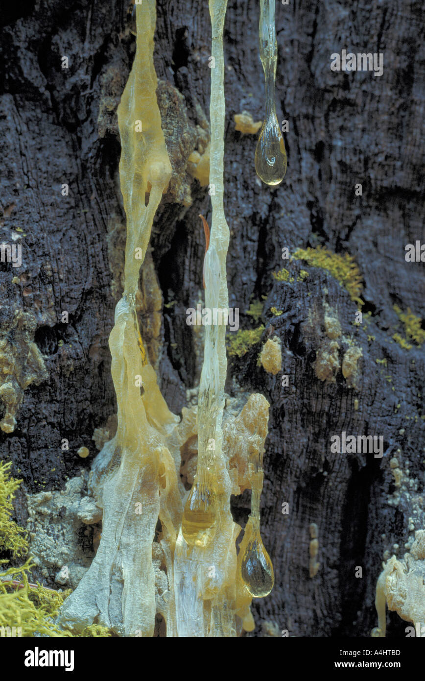 Tree Pitch Resin dripping on Ponderosa Pine (Pinus ponderosa) Tree Trunk Stock Photo Alamy