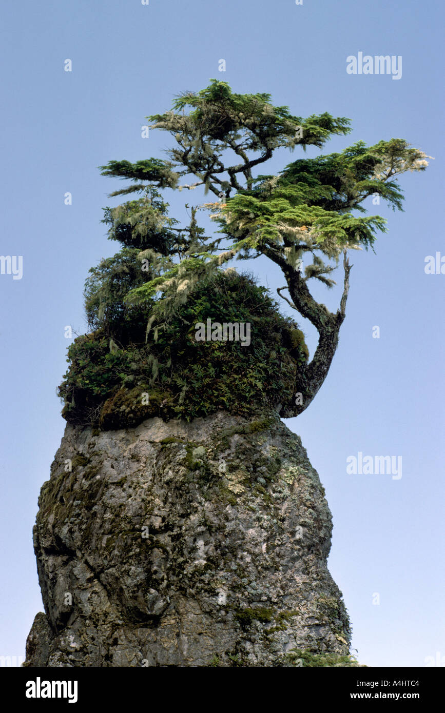 Stunted Shore Pine Tree (Pinus contorta) growing on Sea Stack, Pacific West Coast, Vancouver Island, BC British Columbia, Canada Stock Photo