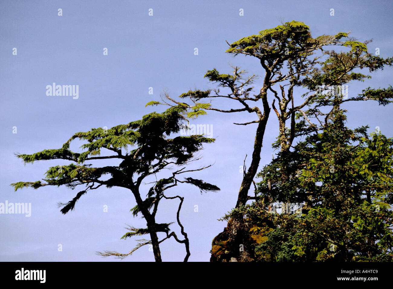 Shore Pine Trees growing along the Pacific West Coast of Vancouver