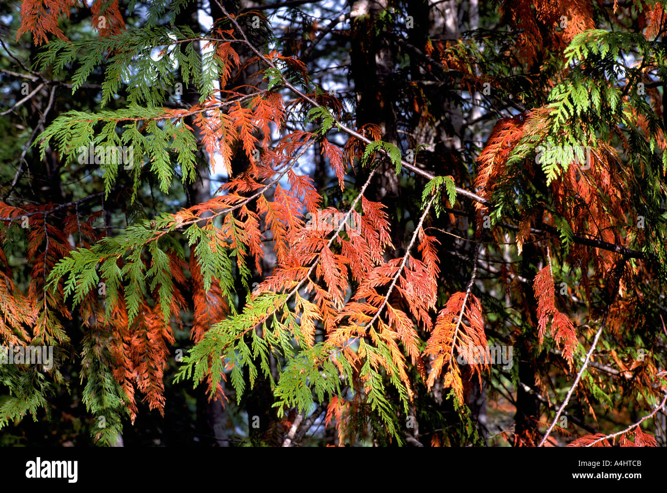 Cedar Tree Branches shedding their Needles along the Pacific West Coast of British Columbia Canada Stock Photo