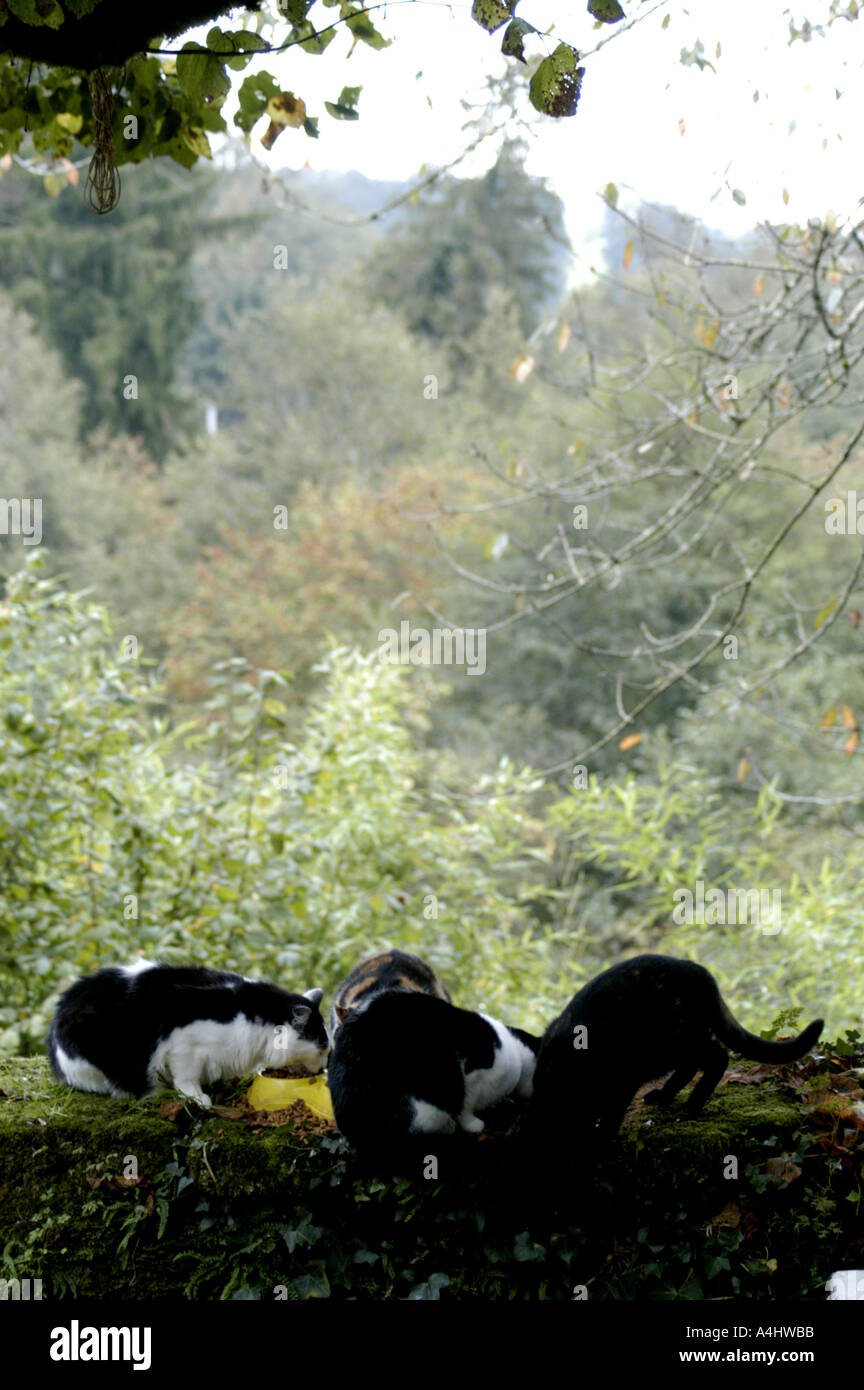 wild feral cats feeding in the morning in dordogne france Stock Photo Alamy
