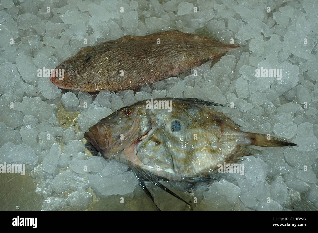 Solea Solea sole fish Zeus faber john Dory Stock Photo Alamy