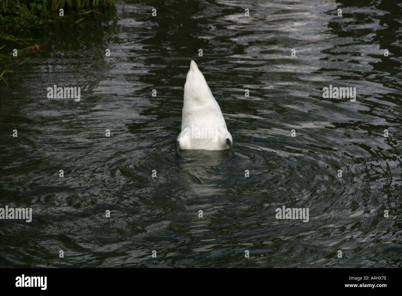 Swan Diving Stock Photo Alamy