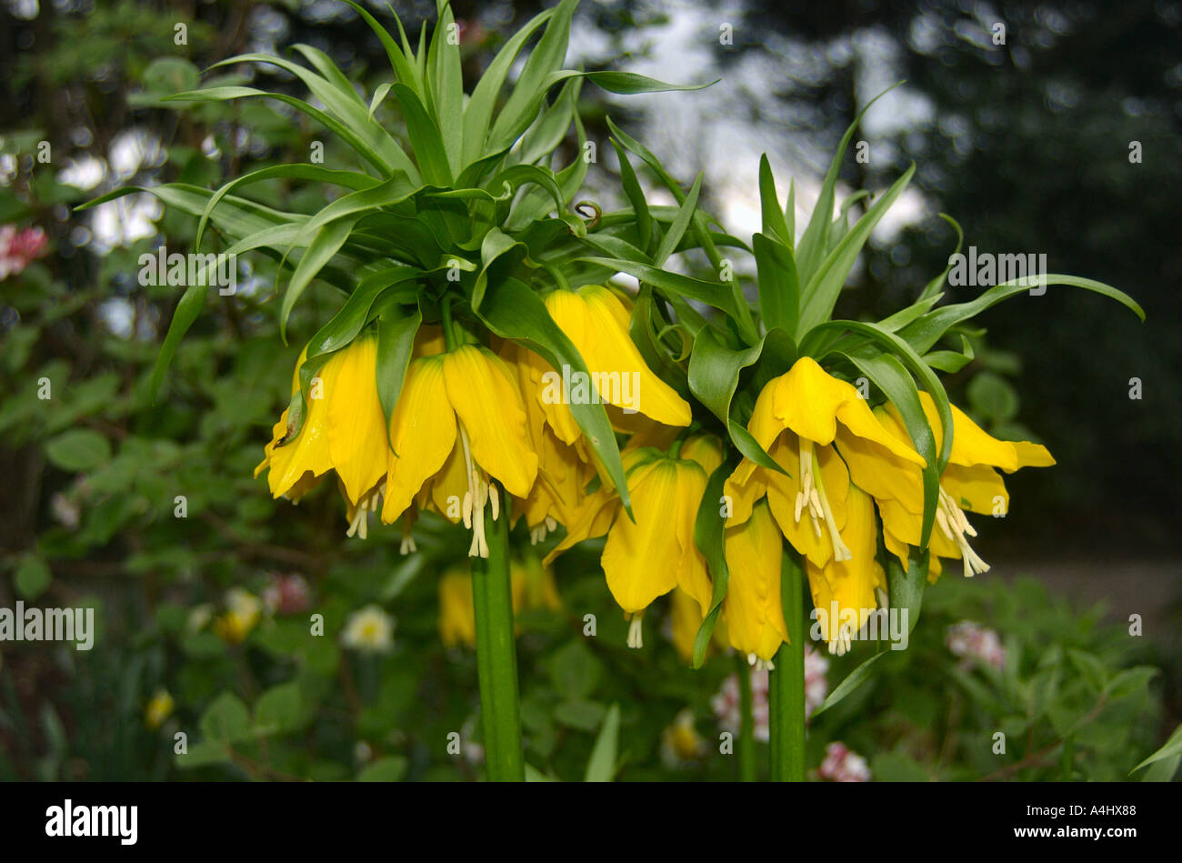 Fritillaria imperialis at Altamont Gardens Tullow Co Carlow Ireland Stock Photo