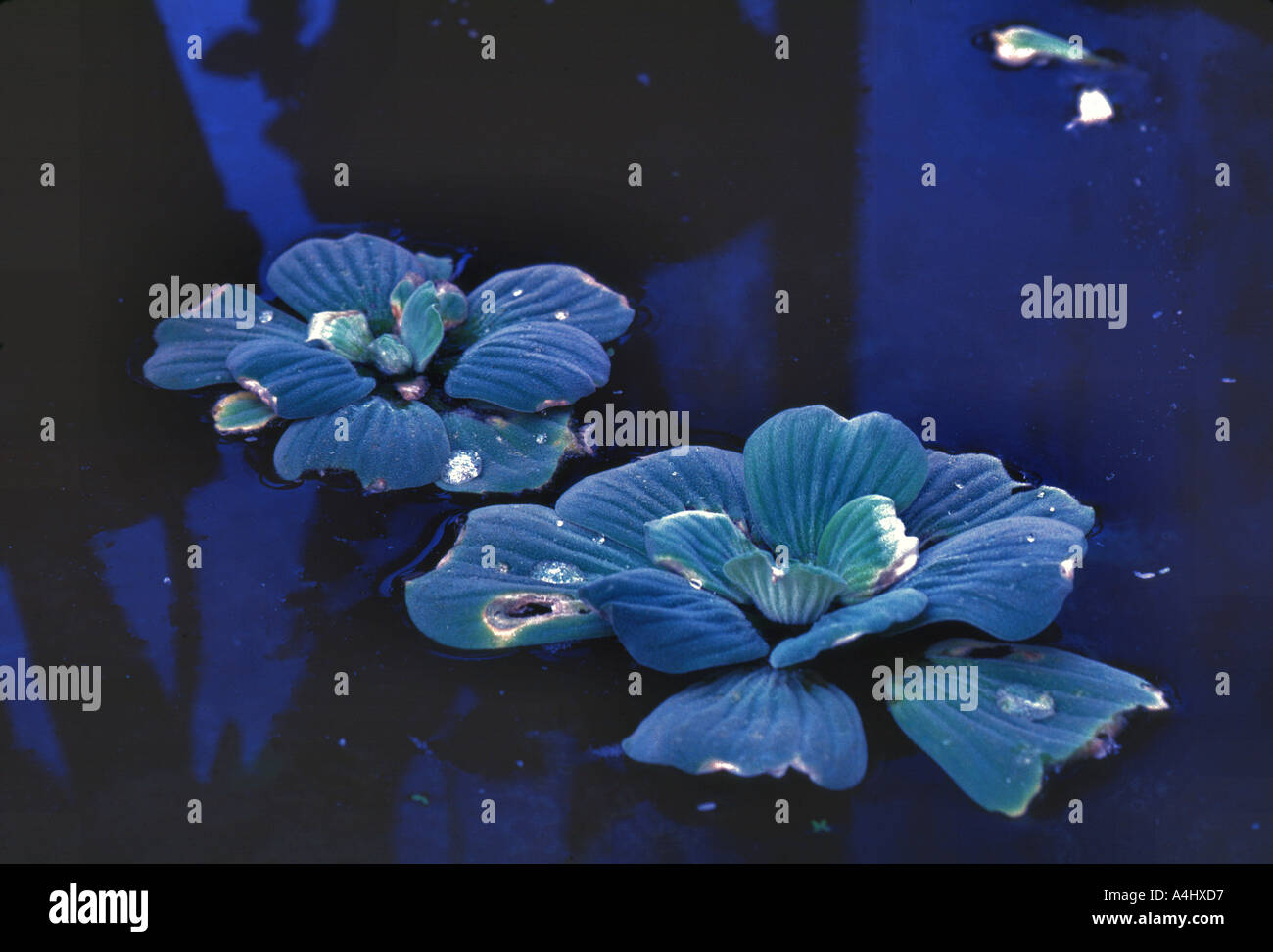 Pistia stratiotes water lettuce Stock Photo