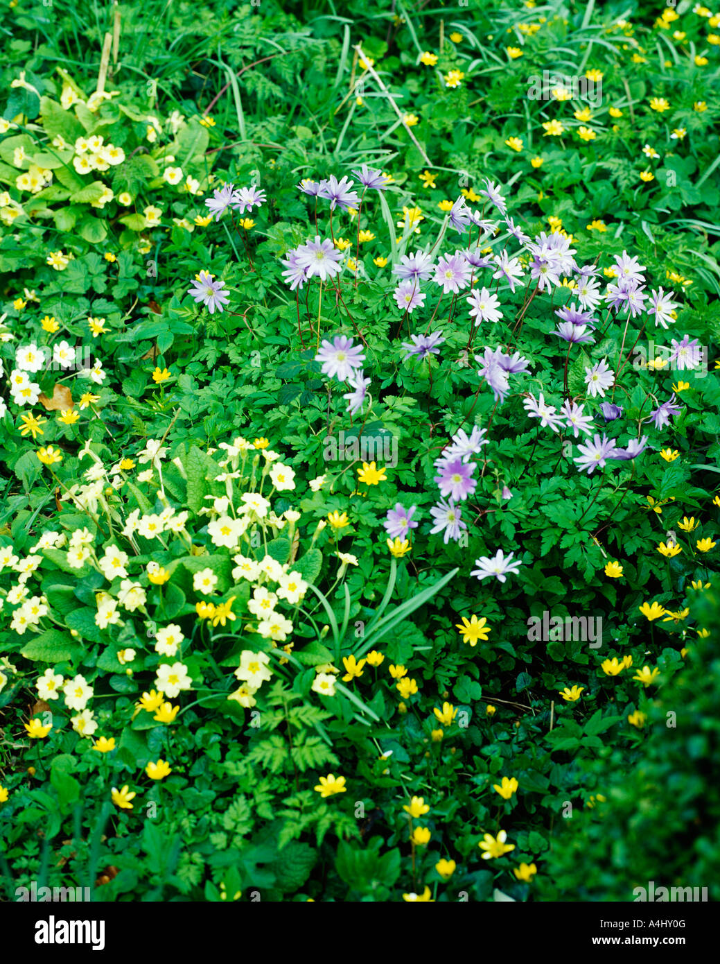 PRIMROSES CELENDINES AND ANEMONES FLOWERING IN SPRING Stock Photo
