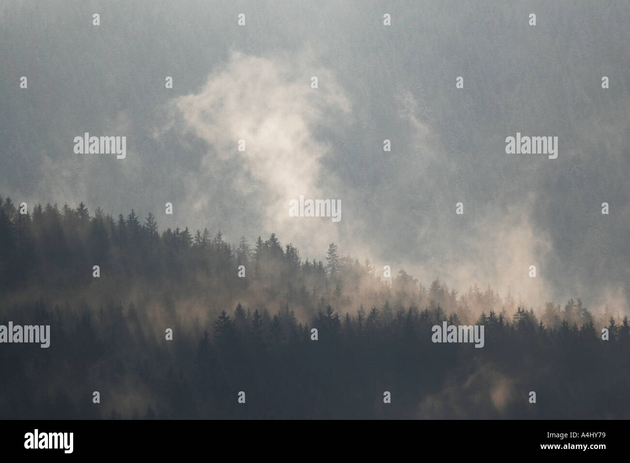 Fog rising from forests after rain Stock Photo Alamy