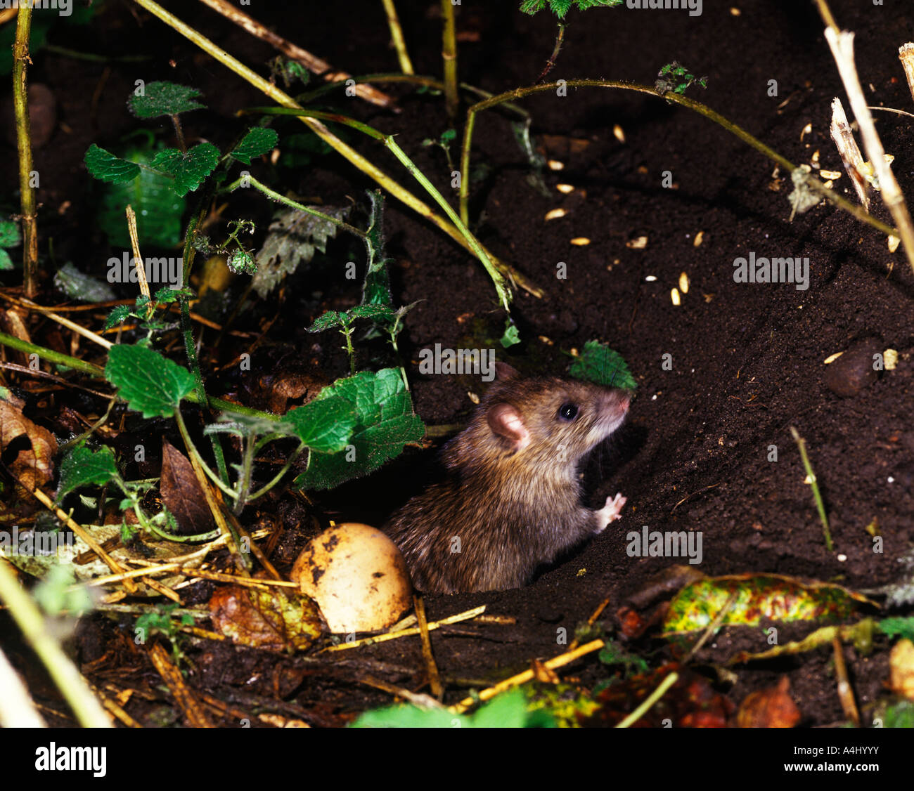 BROWN RAT RATTUS NORVEGICUS STEALING EGGS Stock Photo Alamy
