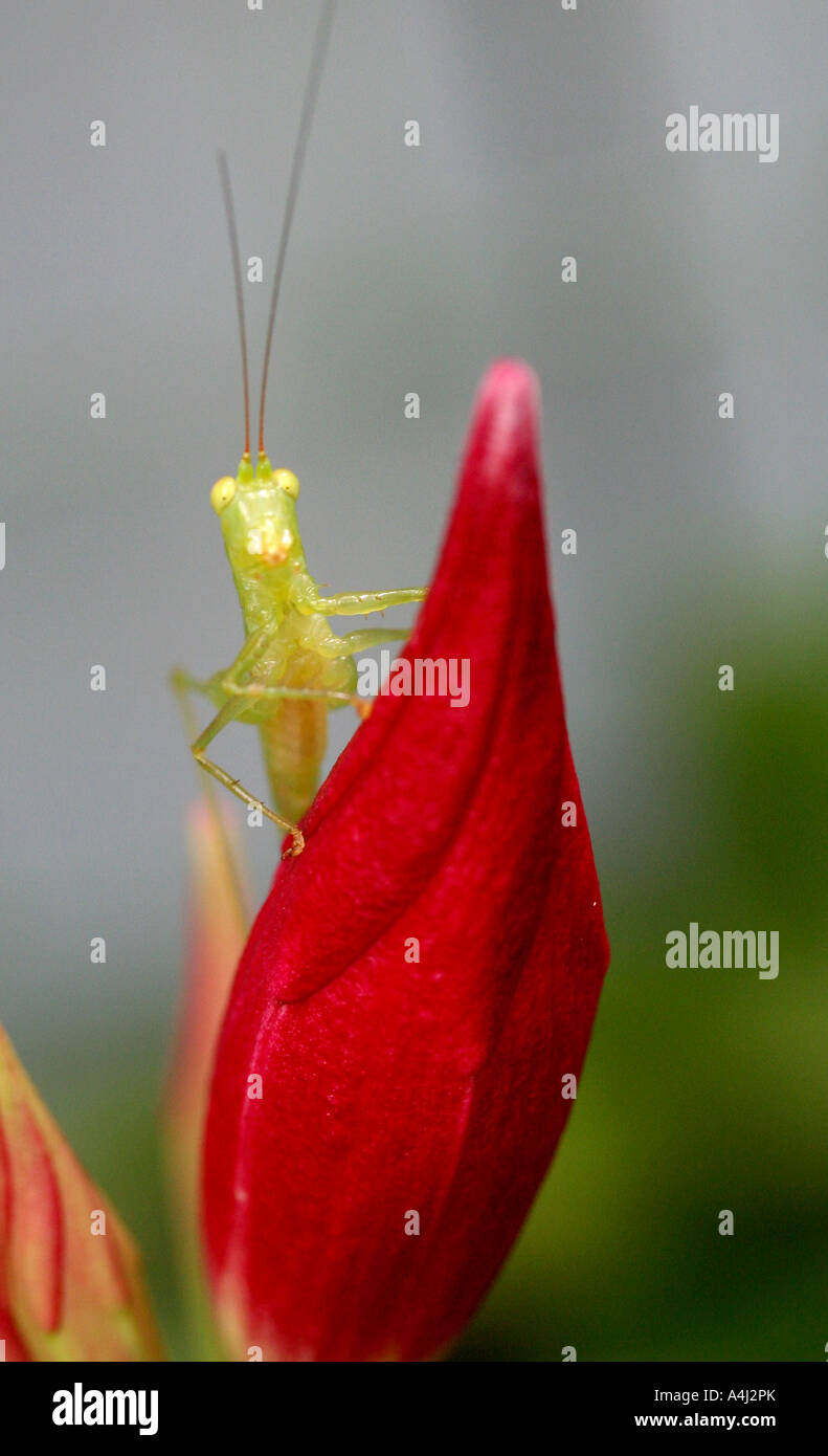 CLOSE UP OF A KATYDID INSECT VERTICAL BAPDA9892 Stock Photo - Alamy
