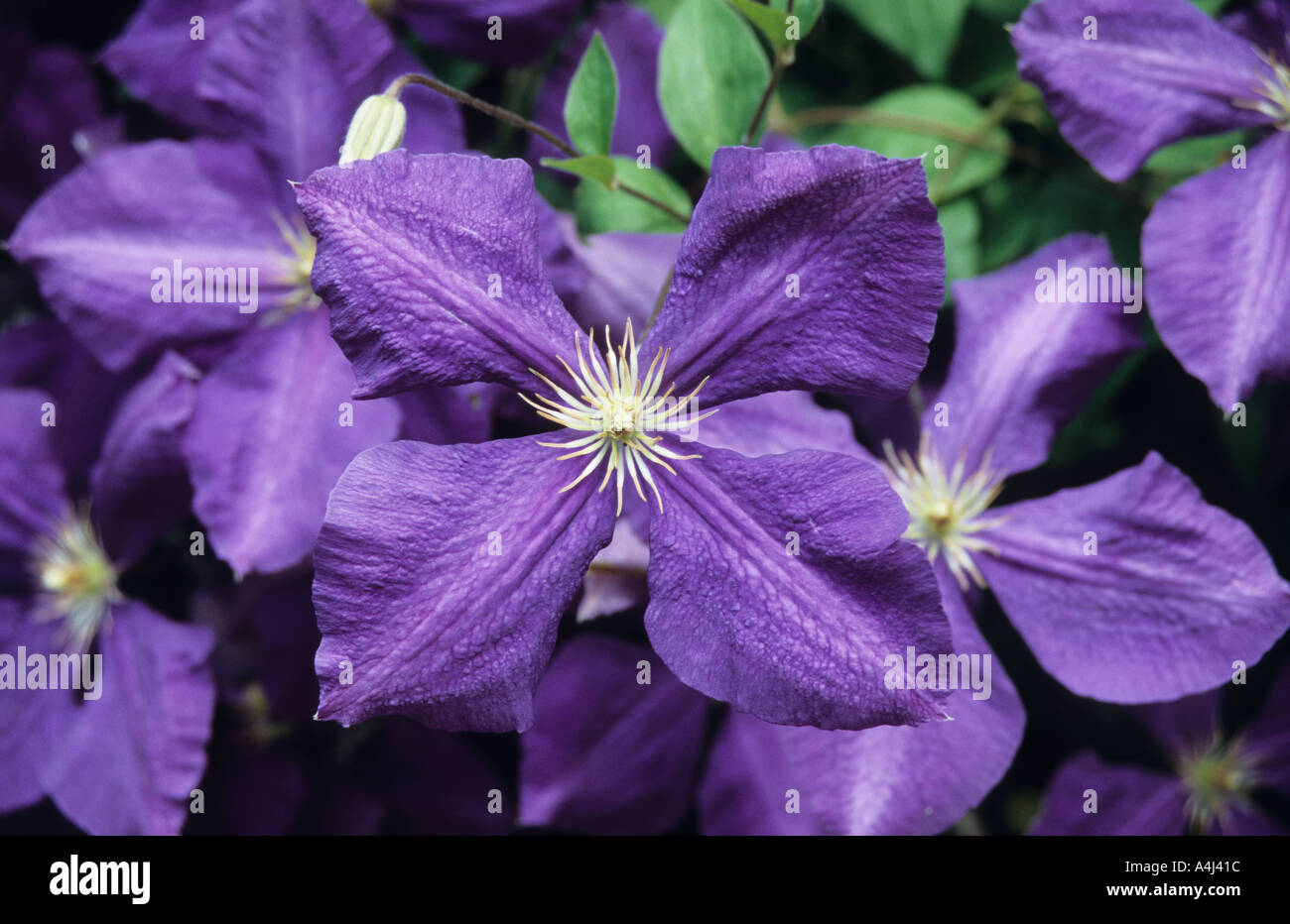 Violet Flower 1 Stock Photo