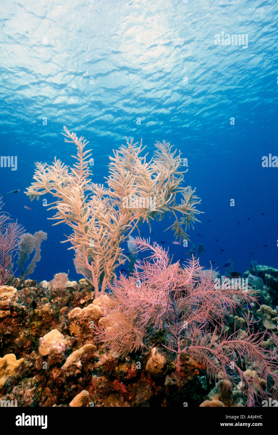 Underwater Coral Reef soft corals with bright colors looking toward clear water surface Stock Photo