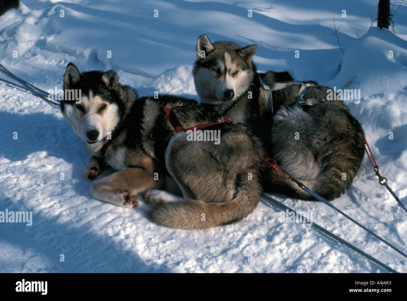 Huskey sled dogs in harness  resting in snow alaska winter Stock Photo