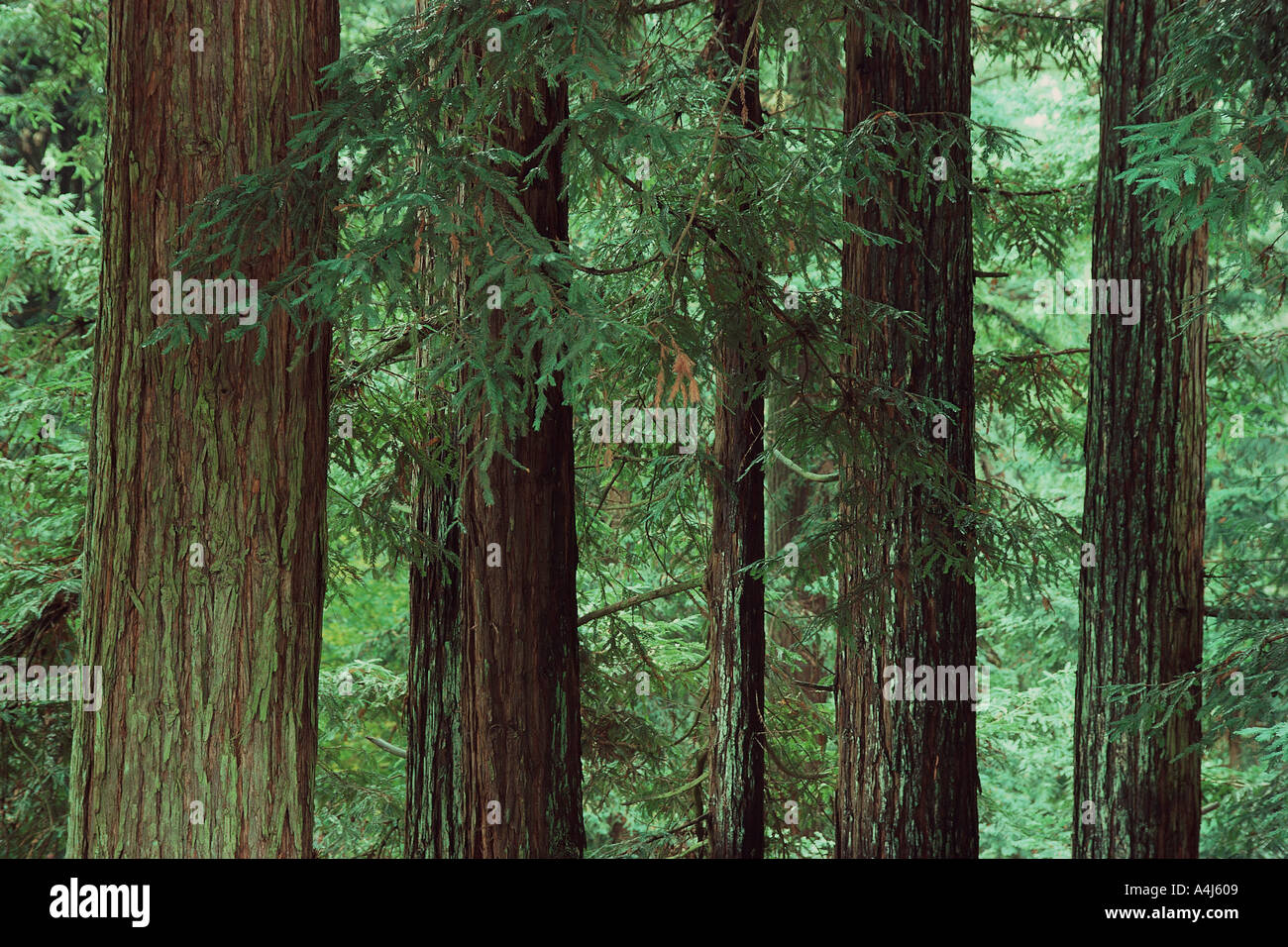 Redwood Trees Aptos California Stock Photo