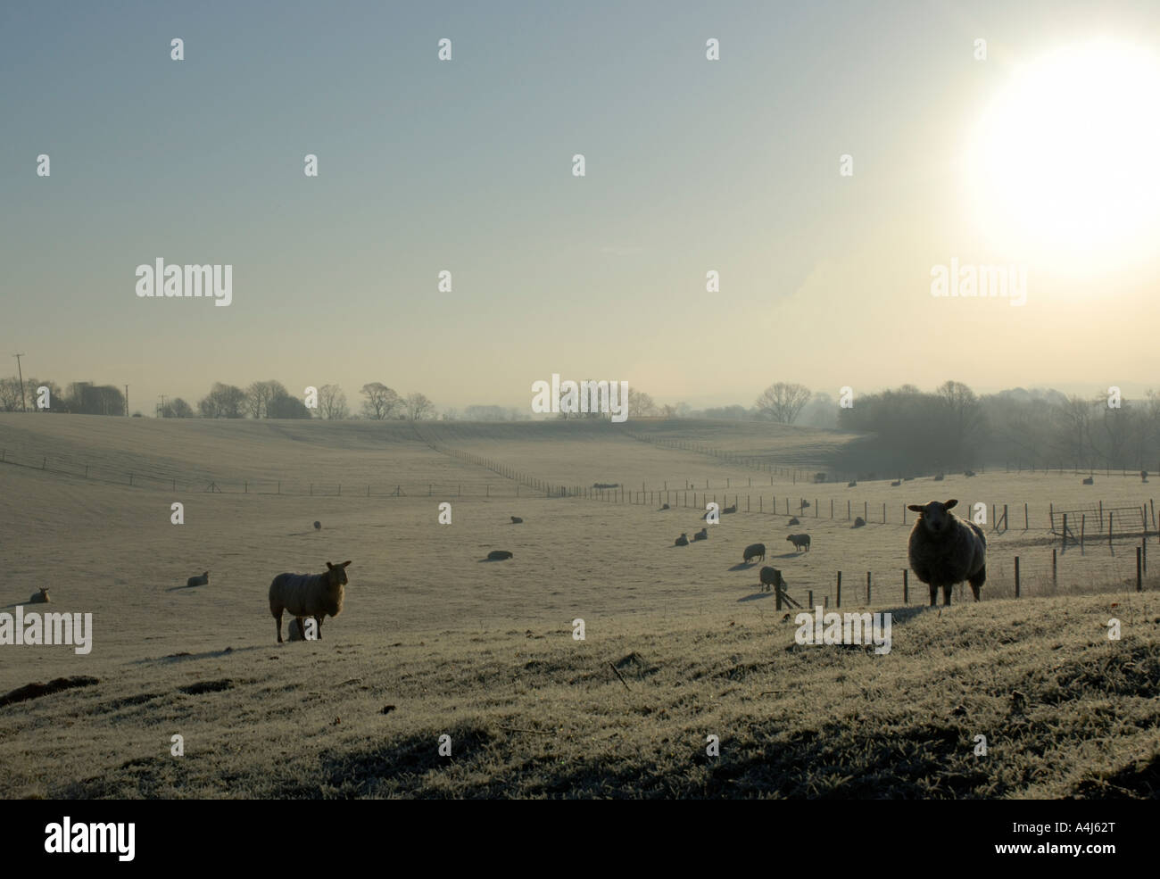 Sheep grazing on a frosty misty morning. Stock Photo