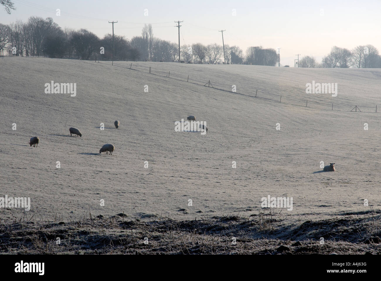 Sheep grazing on a frosty misty morning. Stock Photo
