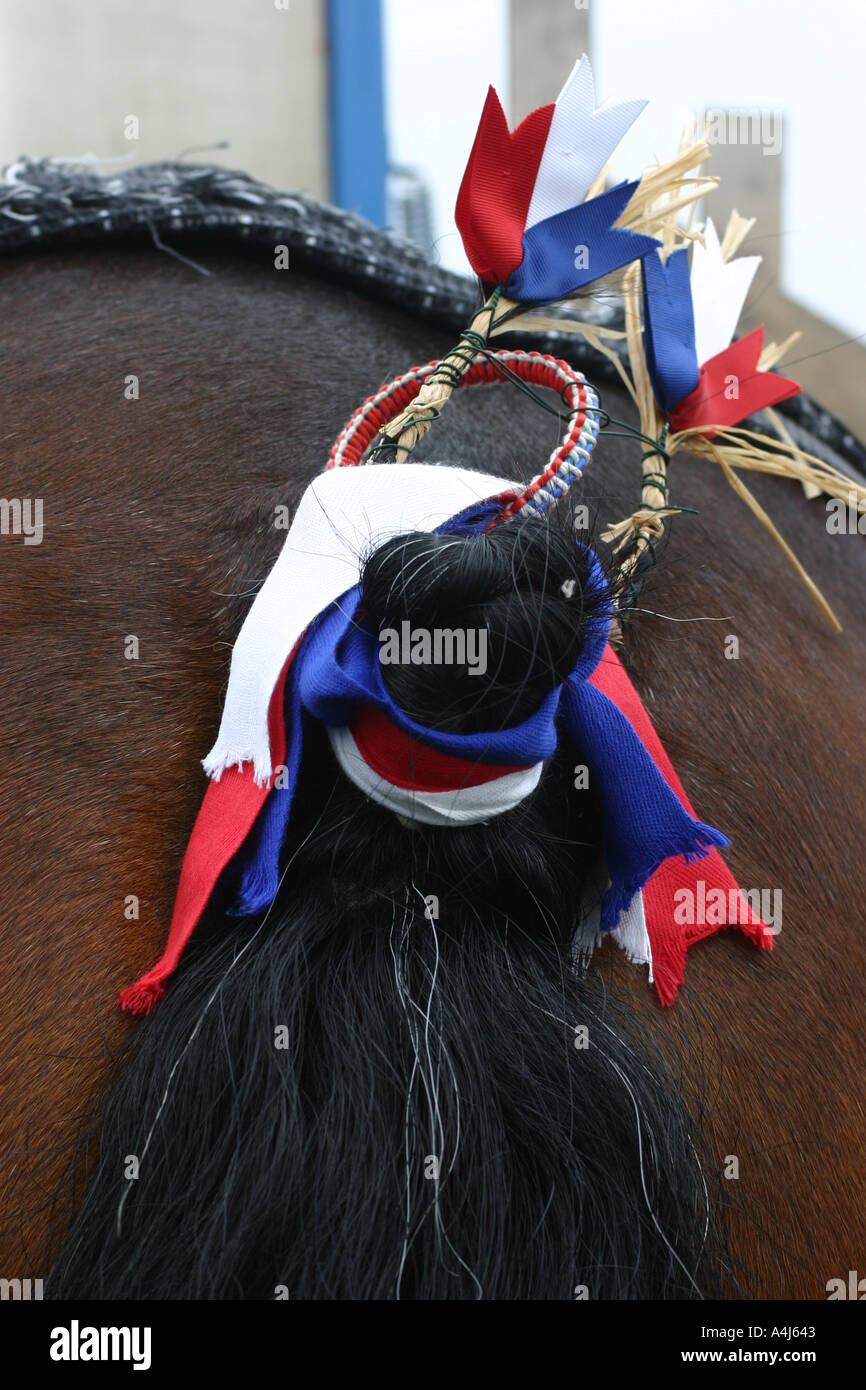 shire horse tail dressing Stock Photo Alamy