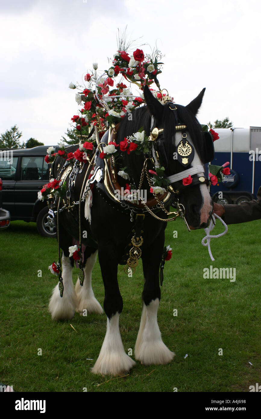 Shire horse in harness hi-res stock photography and images - Alamy