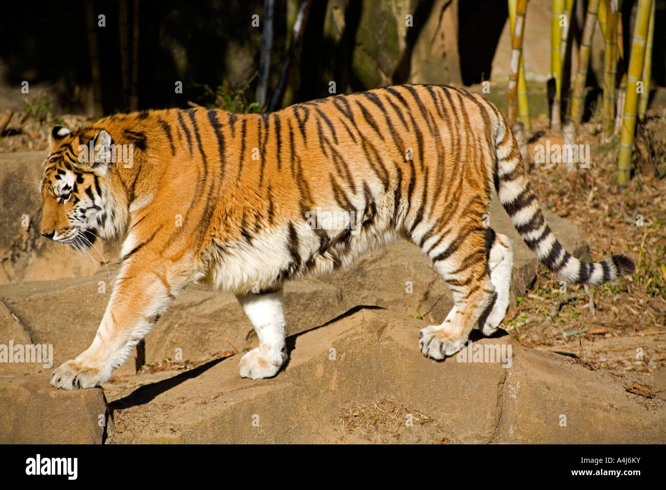 Siberian tiger in the Columbia, South Carolina Zoo Stock Photo Alamy