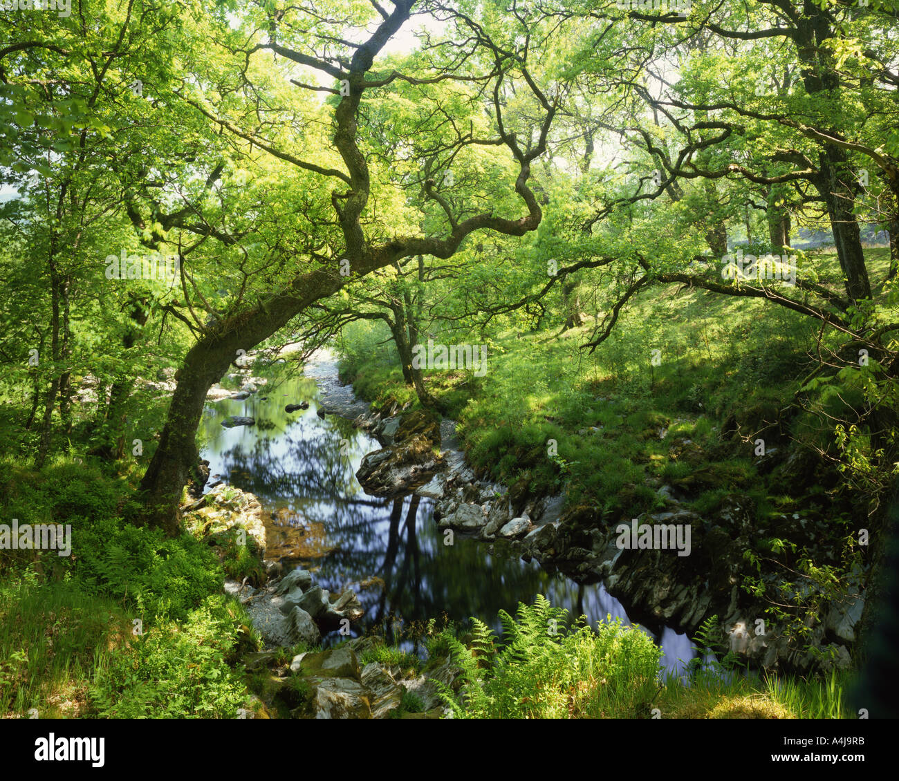 GB - WALES:  Avon Machno near Betws-Y-Coed Stock Photo