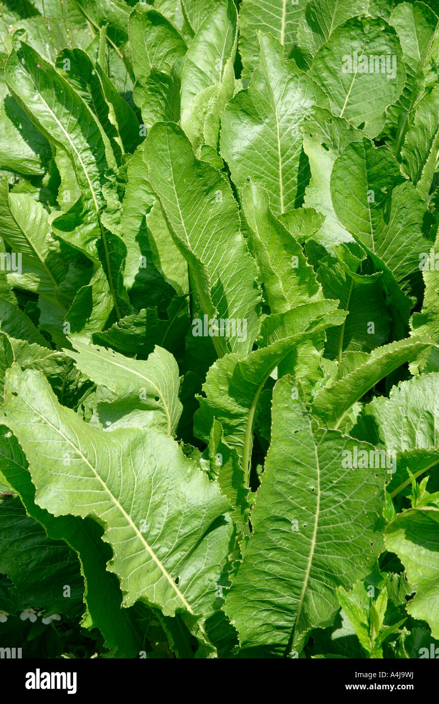 HORSE RADISH CLOSE UP OF LEAVES Stock Photo