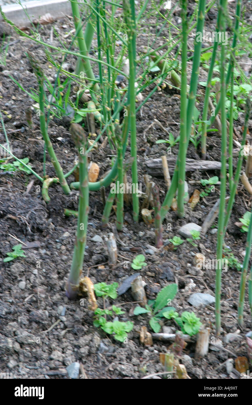 ASPARAGUS BED IN SPRING Stock Photo Alamy