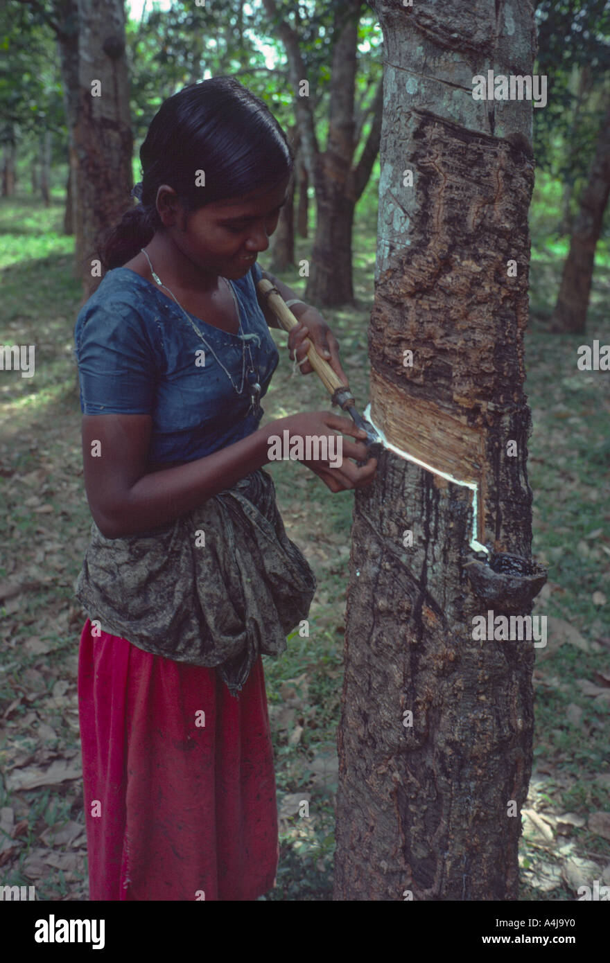 Tapping a rubber tree, Sri Lanka Stock Photo