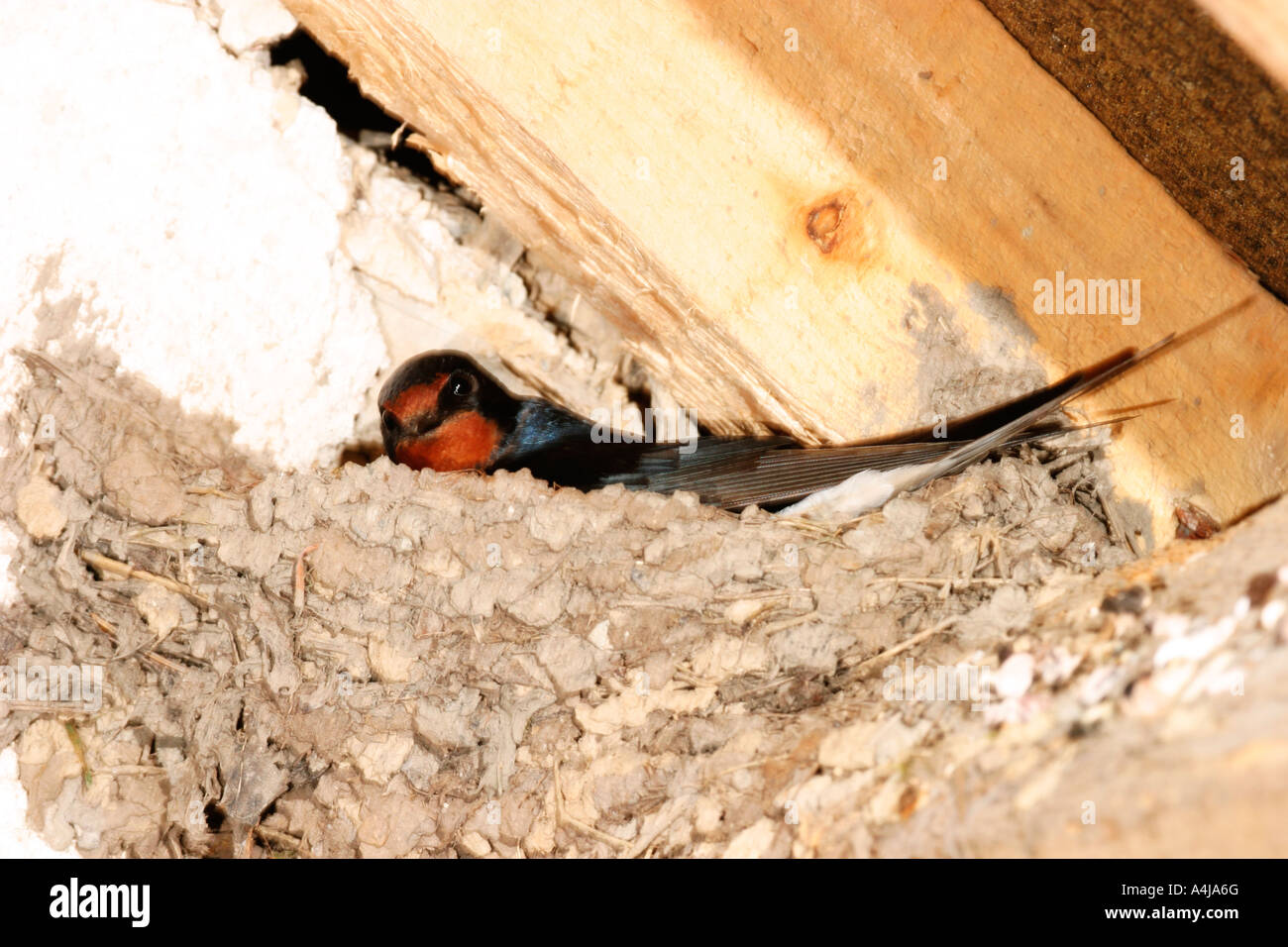 SWALLOW HIRUNDO RUSTICA BROODING YOUNG SIDE VIEW Stock Photo - Alamy