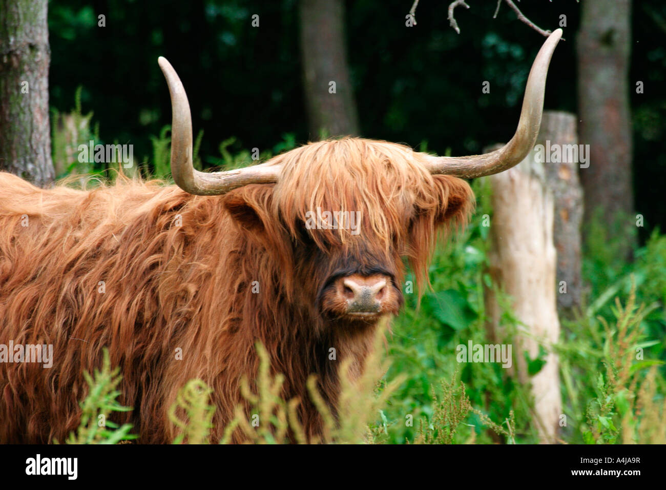 HIGH CATTLE BOVIDAE CLOSE UP FRONT VIEW Stock Photo