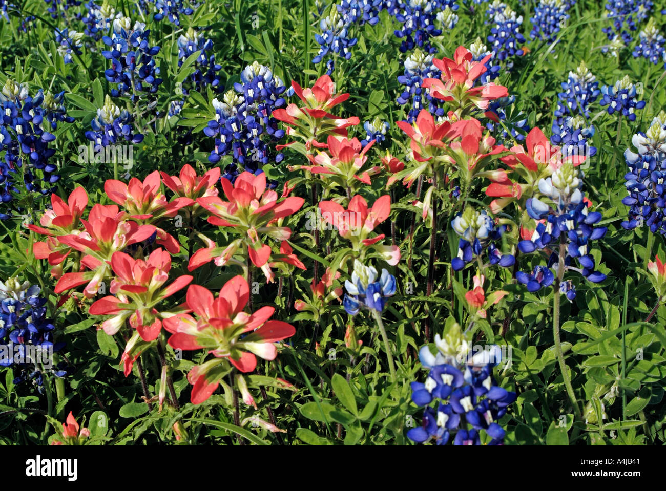Bluebonnet and Texas paintbrush flowers in Texas Stock Photo