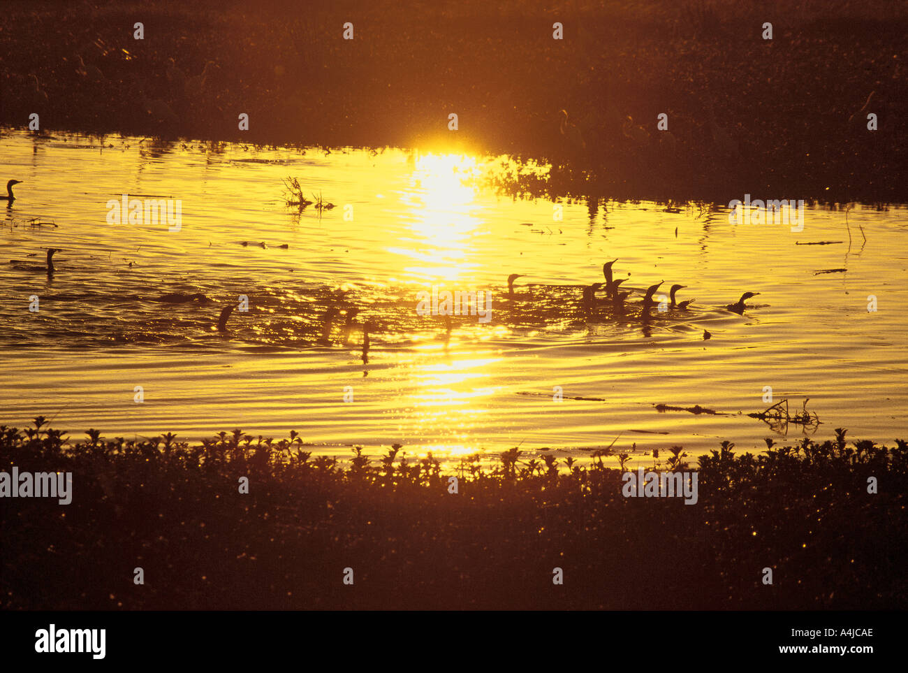 Little black cormorants Feeding flock at sunrise Fogg Dam wetlands Northern Territory Australia Phalacrocorax sulcirostris Stock Photo