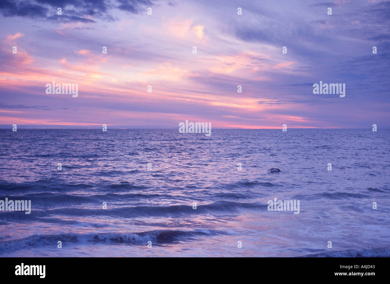 Pelican swimming past at stormy sunset with pastel sky Stock Photo