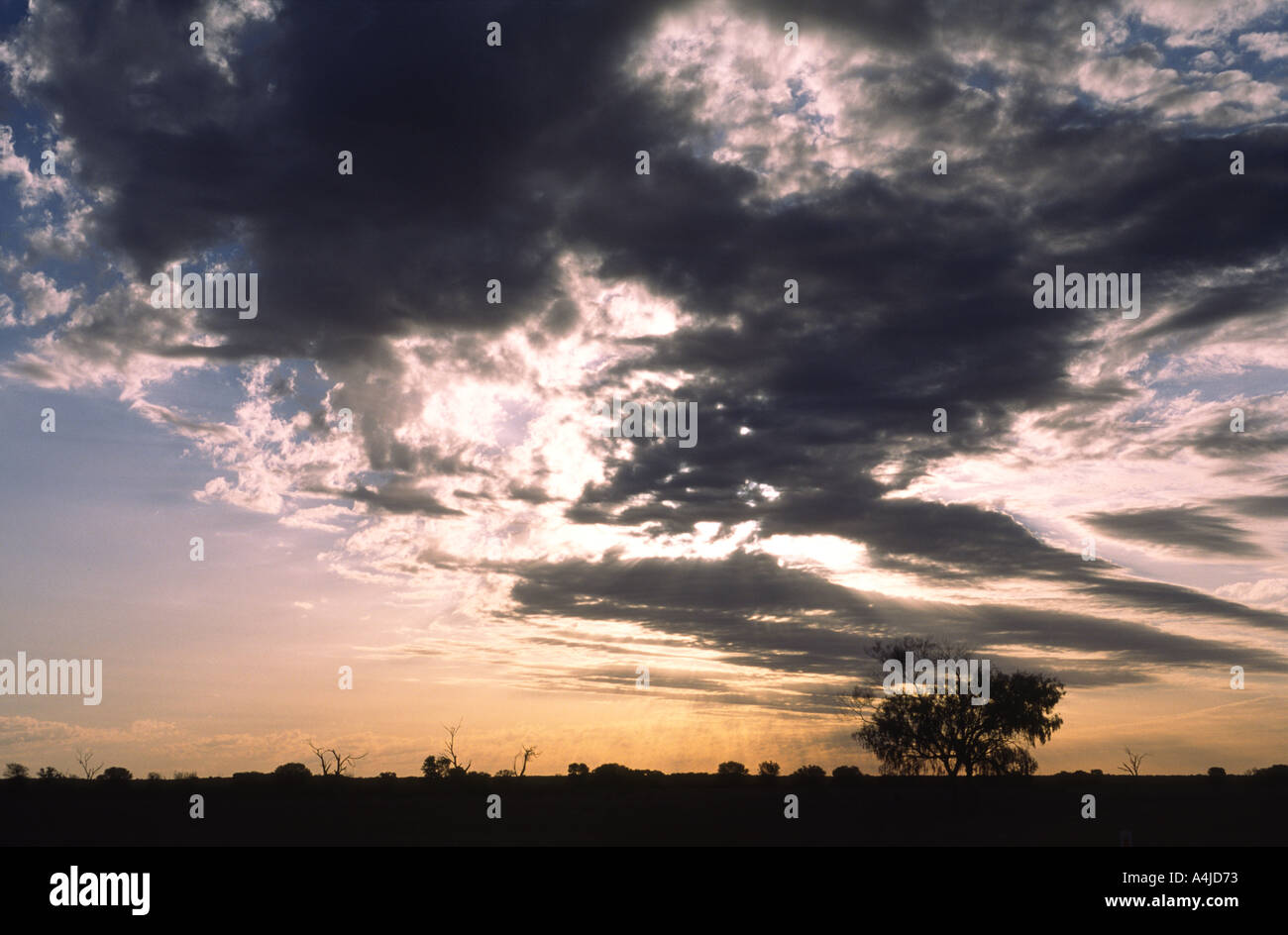 Australian outback at dusk mulga trees and shrubs Central Australia Stock Photo