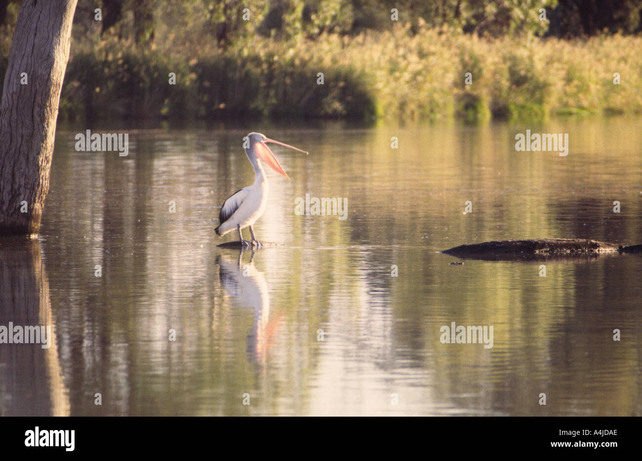 Australian pelican on log Pelecanus conspicillatus Murray River backwaters South Australia Stock Photo