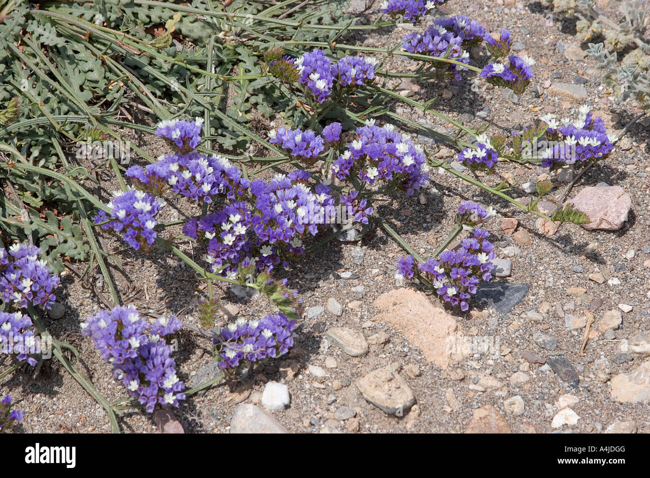 purple status flowers Stock Photo Alamy