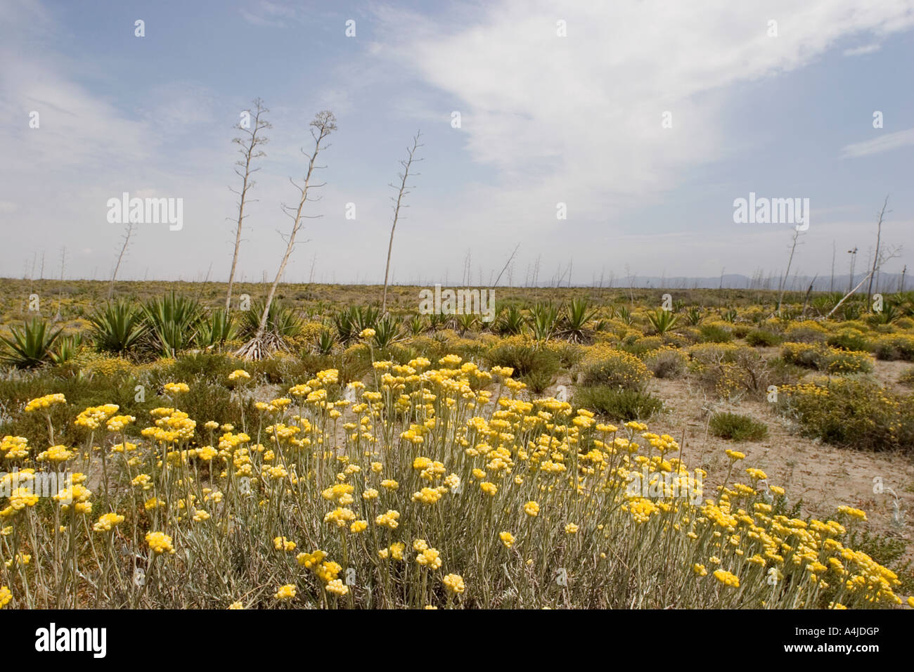 Tall desert flower hi-res stock photography and images - Alamy