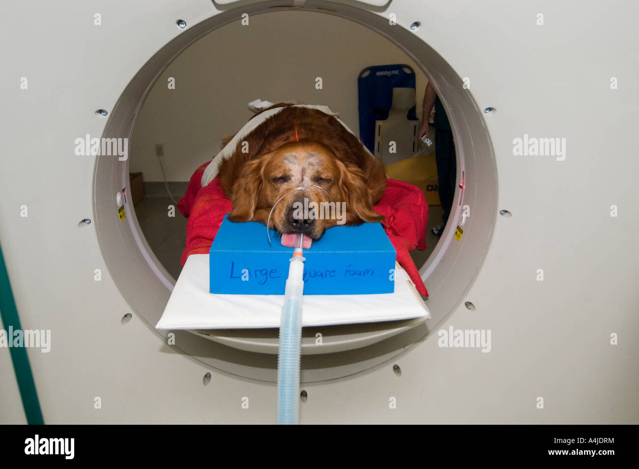 Golden Retriever Getting CAT Scan Stock Photo - Alamy