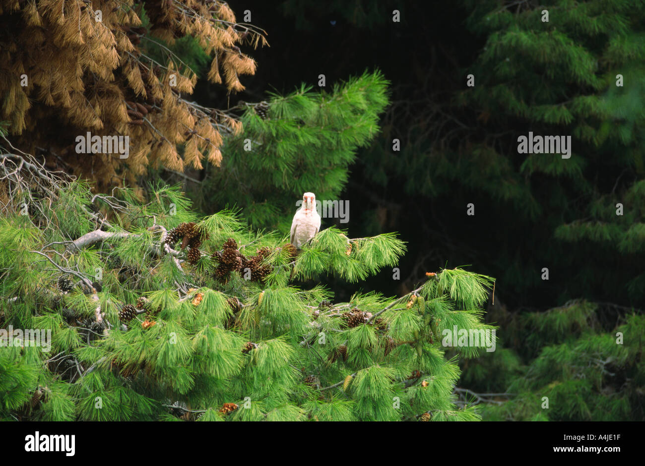 Long billed corella Cacatua tenuirostris sitting on pine tree South Australia Stock Photo