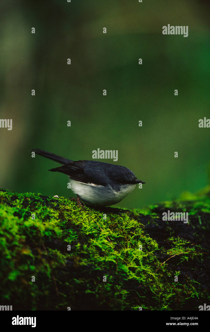 White breasted robin Eopsaltria Warren NP Western Australia