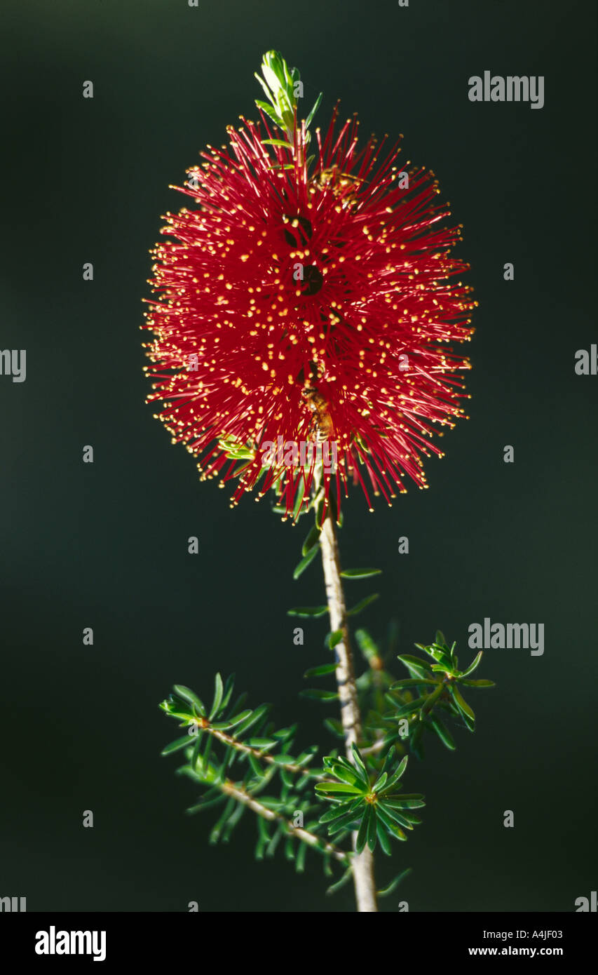 Red Kunzea flower Western Australia Stock Photo