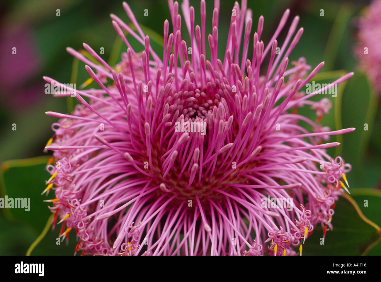 Coneflower Isopogon cuneatus SW Western Australia Stock Photo Alamy