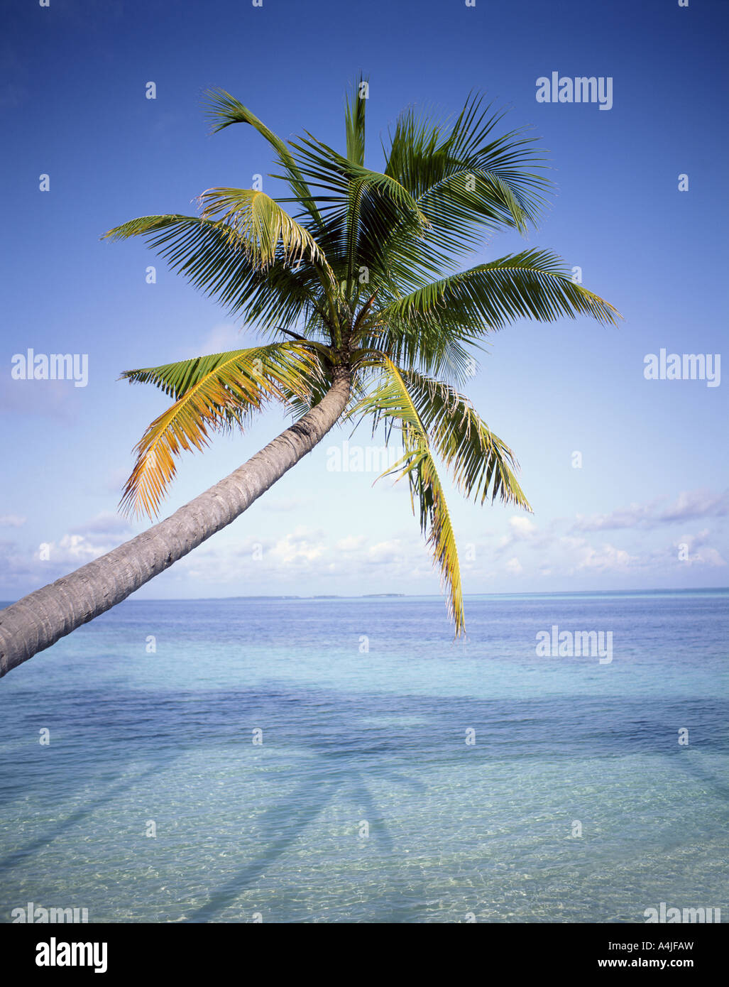 Tropical beach showing palm tree over sea, Bandos Island, Kaafu Atoll, Republic of Maldives Stock Photo